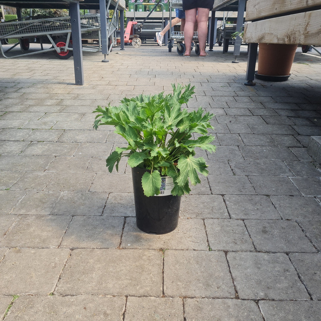 ERYNGIUM Big Blue 3L