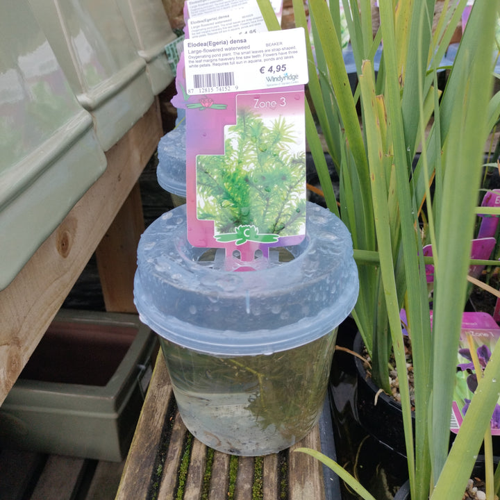 Elodea(Egeria) densa in Container