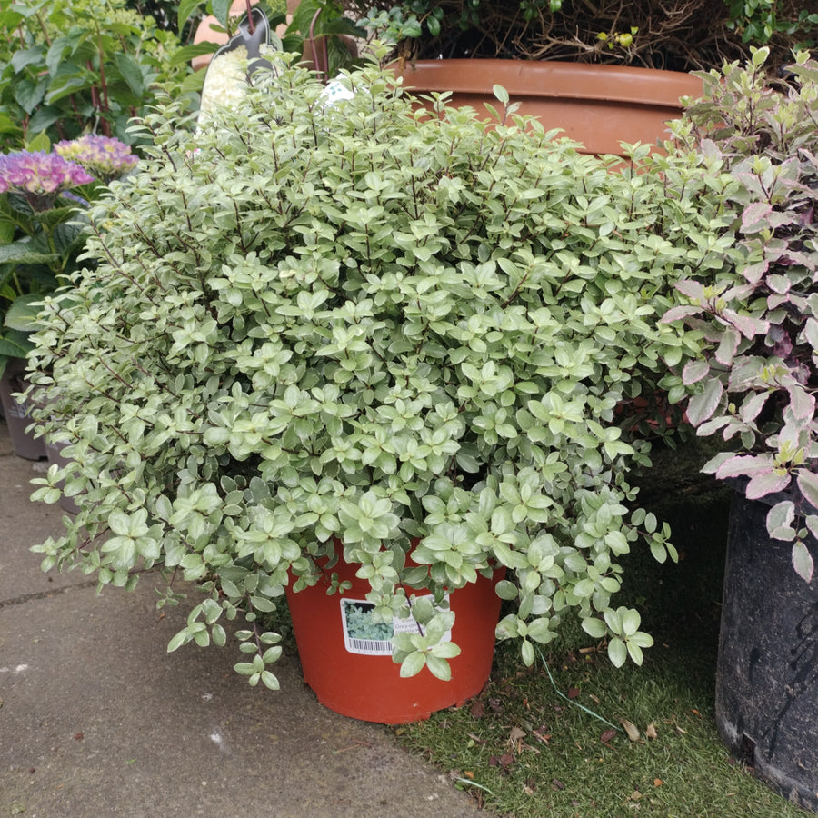 Pittosporum Silver Ball - Shrubs - Windyridge Garden Centre
