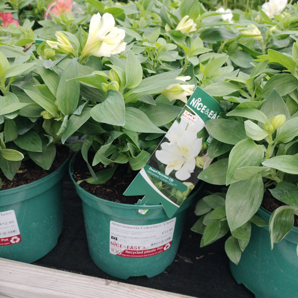 Alstroemeria Princess Claire - Herbaceous - Windyridge Garden Centre
