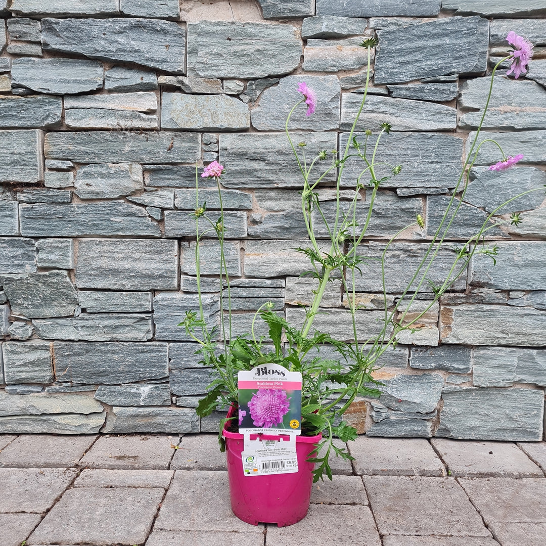 Scabiosa col.  Pink Mist