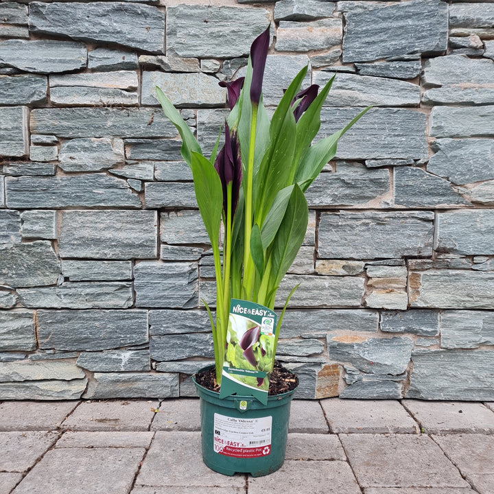 Calla Odessa