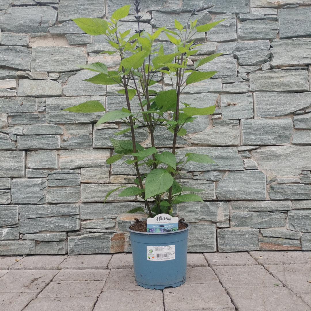 Mealy Blue Sage Salvia Rockin Sky Blue (3Ltr Pot)