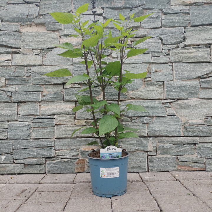 Mealy Blue Sage Salvia Rockin Sky Blue (3Ltr Pot)