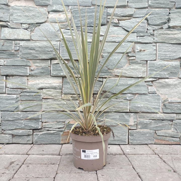 Cabbage Palm (Cordyline Australis Torbay Dazzler)