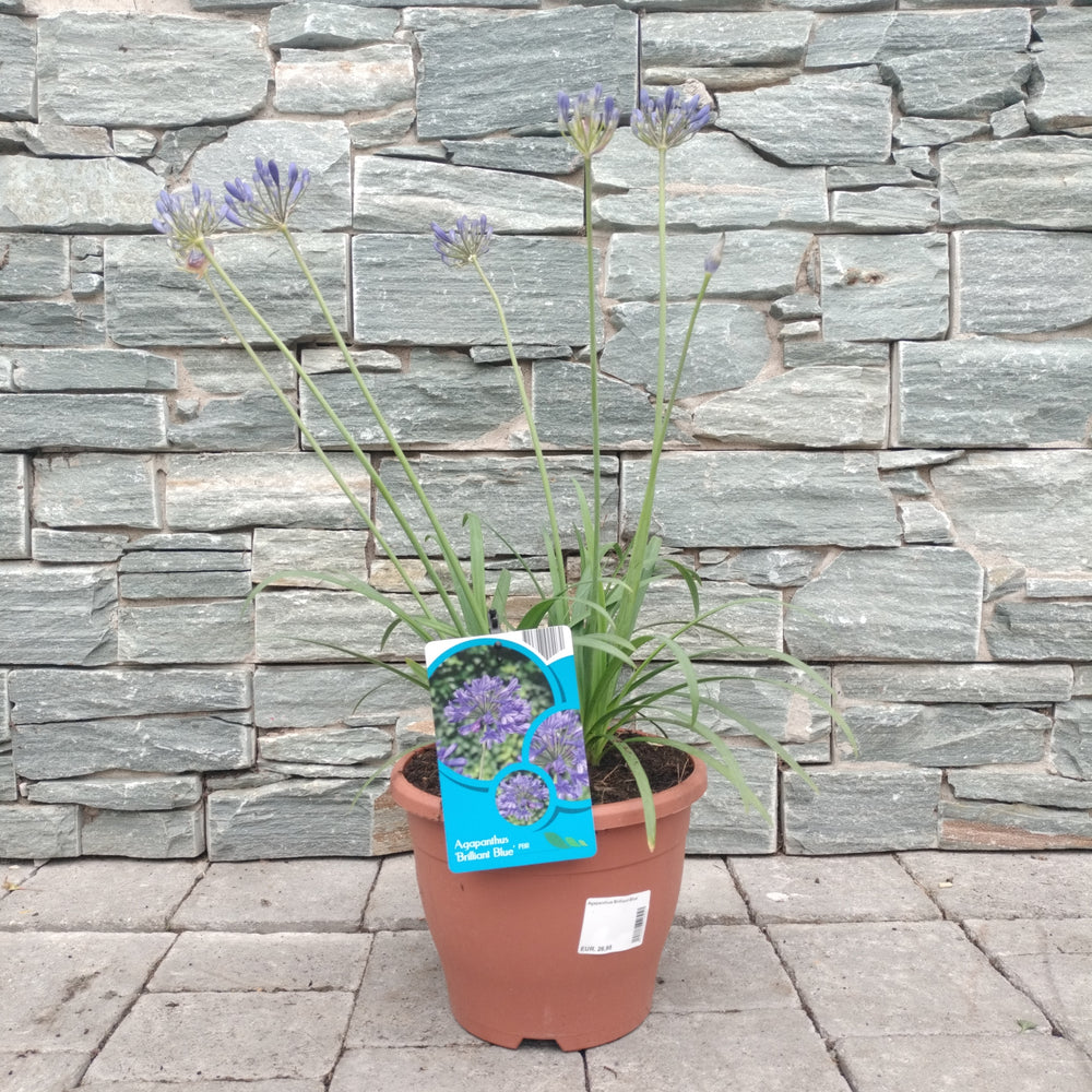 Agapanthus-Brilliant-Blue-Potted