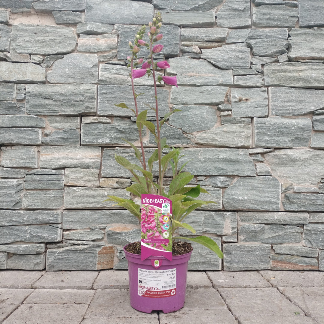 Digitalis purp. Dalmation Purple