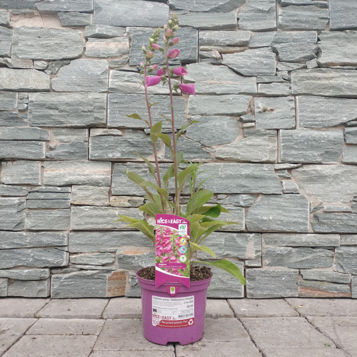 Digitalis purp. Dalmation Purple