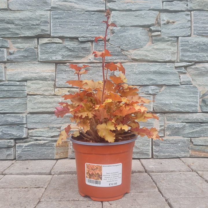 Coral Bells (Heuchera Orangeberry)