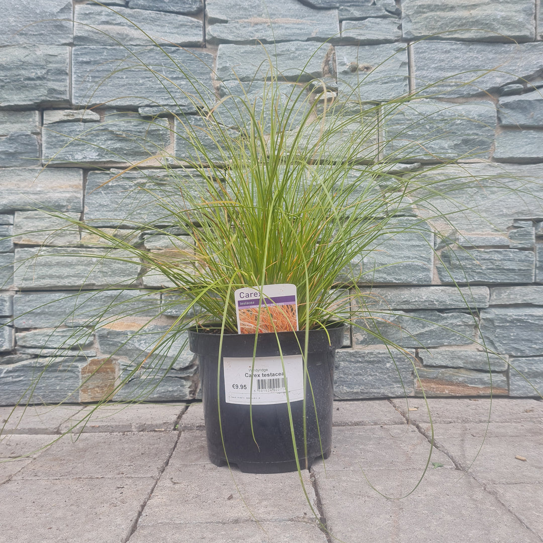 Carex Testacea 3L - Herbaceous - Windyridge Garden Centre