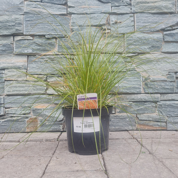 Carex Testacea 3L - Herbaceous - Windyridge Garden Centre