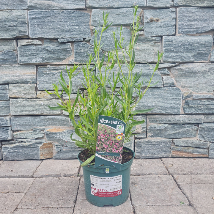 Babys-Breath-Gypsophila-Paniculta-Pink-Festival-Plant-2