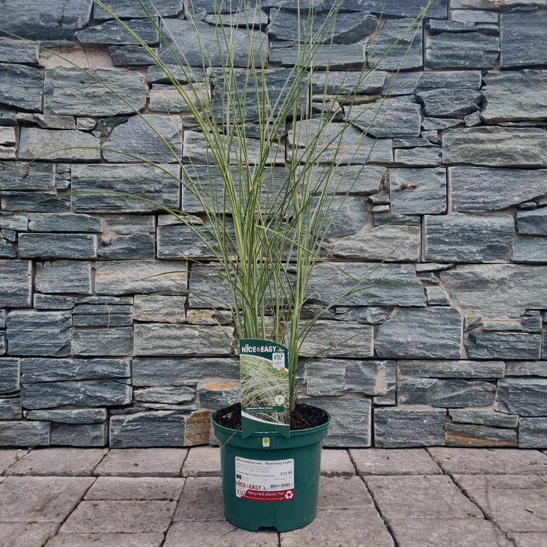 Chinese Silver Grass Miscanthus Sinensis Morning Light (3Ltr Pot)