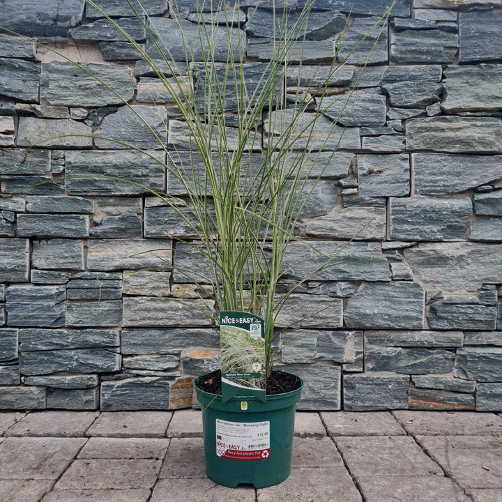 Chinese Silver Grass Miscanthus Sinensis Morning Light (3Ltr Pot)