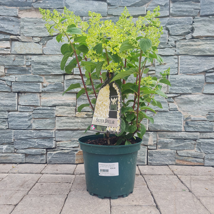 HYDRANGEA pan. Silver Dollar