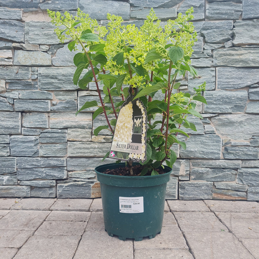 Hydrangea Pan. Silver Dollar - Shrubs - Windyridge Garden Centre