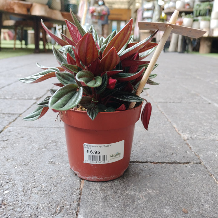Peperomia Cap.  Rosso - Indoor Plants - Windyridge Garden Centre