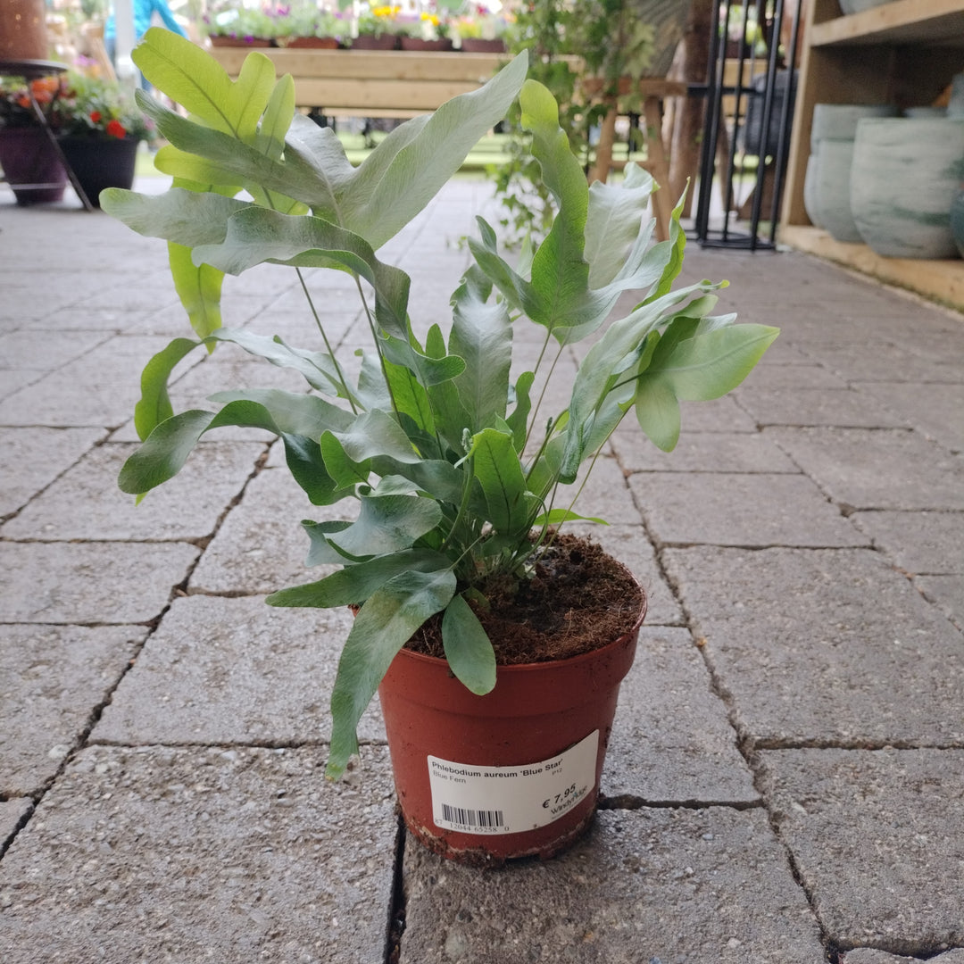 Phlebodium aureum Blue Star  P12