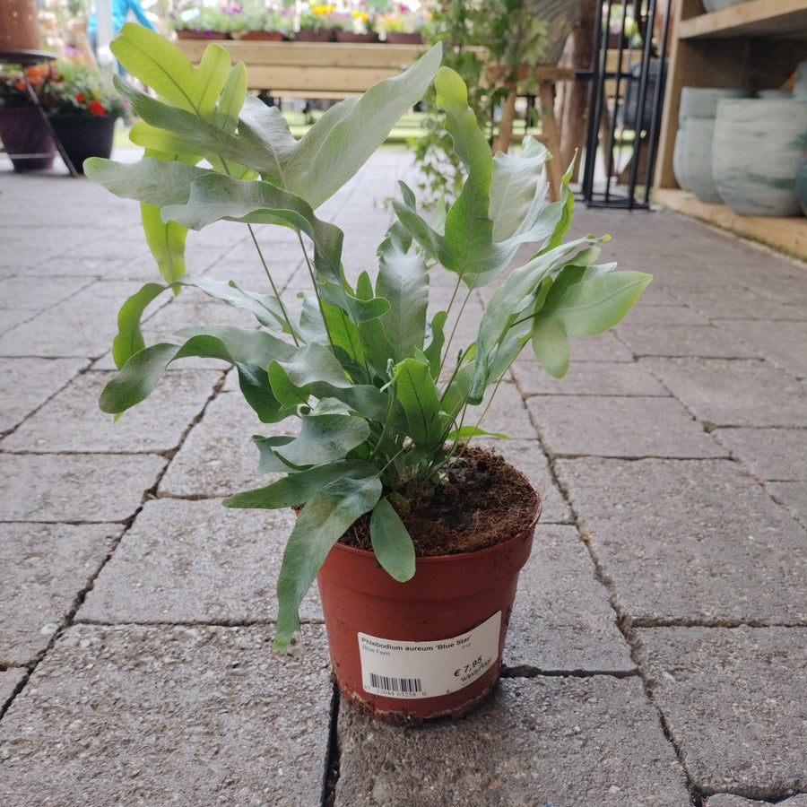 Phlebodium Aureum Blue Star  P12 - Indoor Plants - Windyridge Garden Centre
