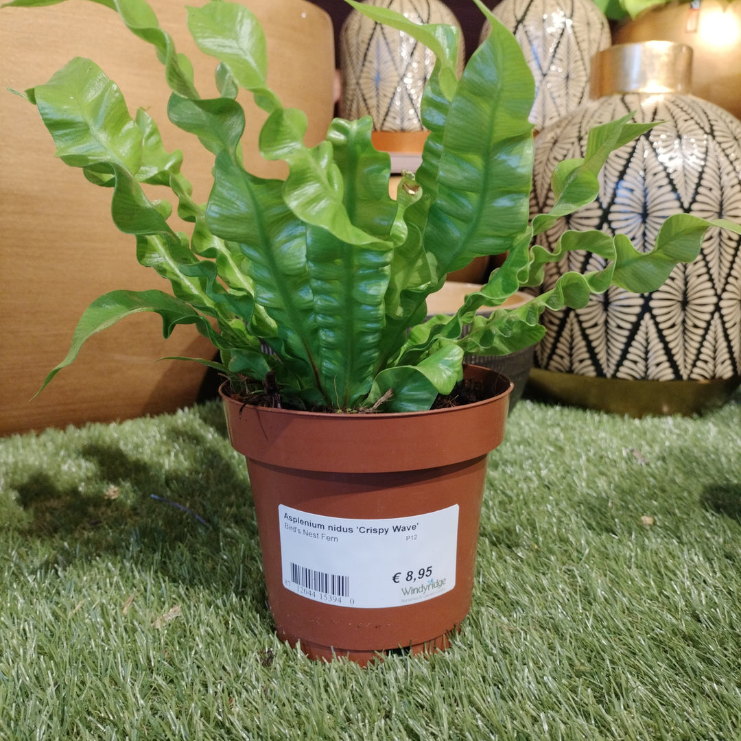 Birds Nest Fern Asplenium Nidus Crispy Wave (12cm Pot)