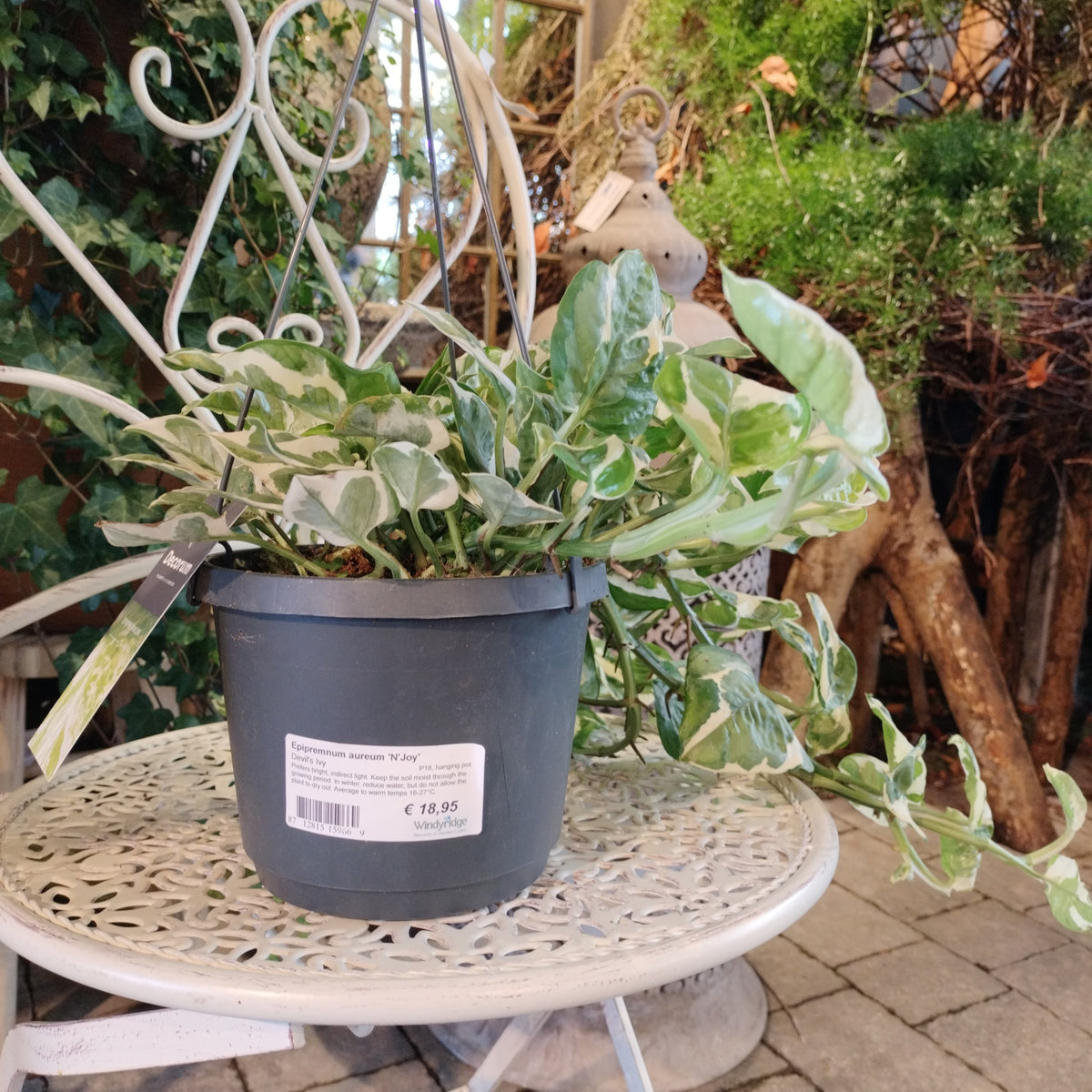 pothos plant ireland Buy Golden Pothos Epipremnum Aureum Njoy (Hanging Pot) Online
