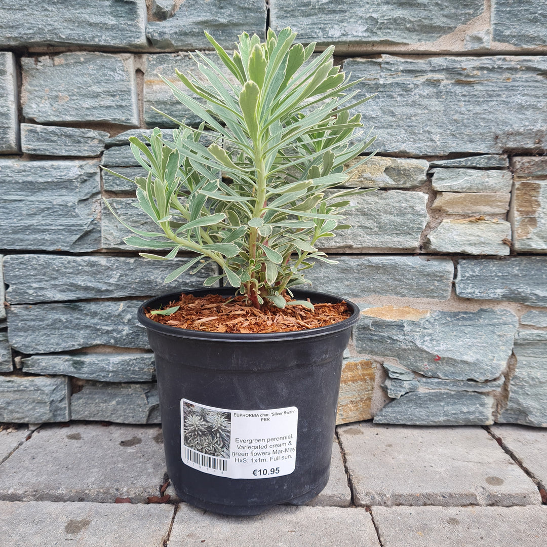 Mediterranean Spurge (Euphorbia Characias Silver Swan PBR)