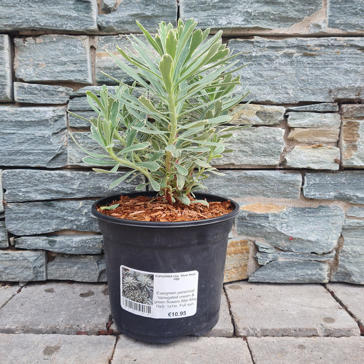 Mediterranean Spurge (Euphorbia Characias Silver Swan PBR)