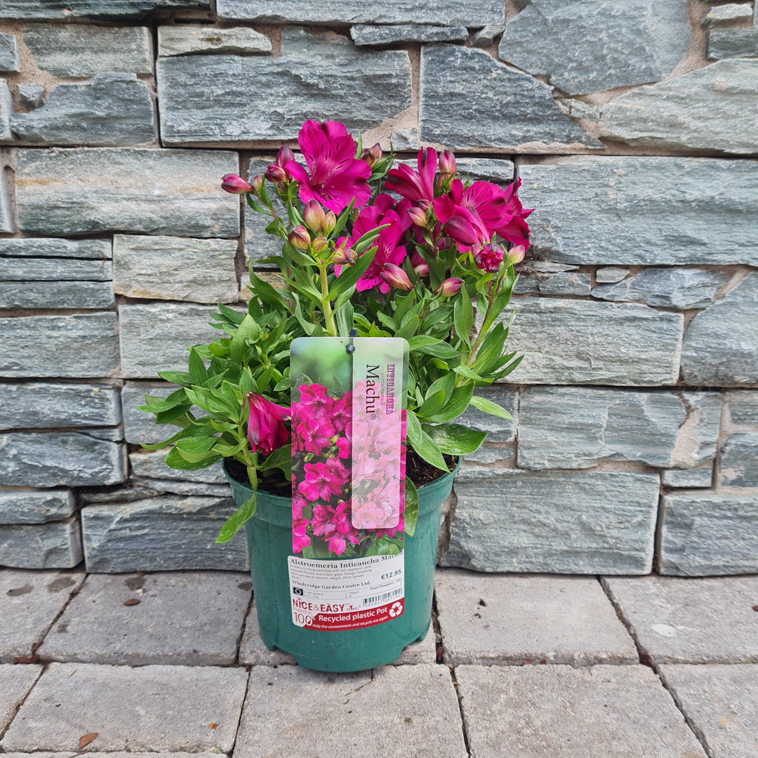 Alstroemeria Inticancha Machu