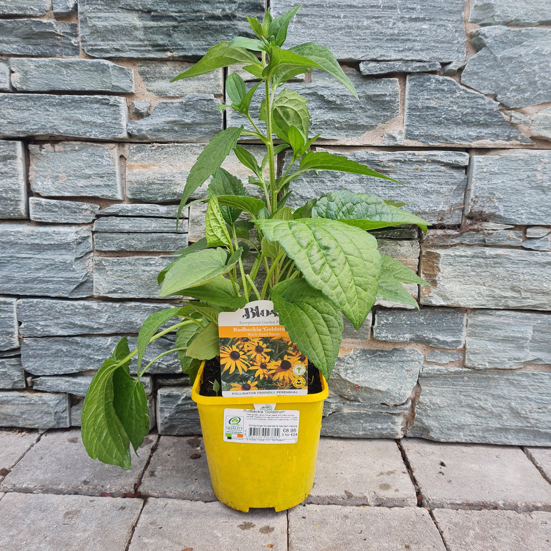 Rudbeckia Goldsturm