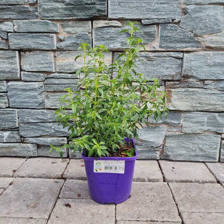 Ladys Eardrops Fuchsia Hawkshead (2Ltr Pot)