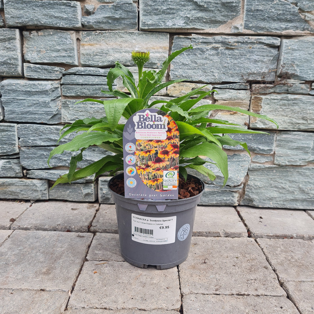 ECHINACEA p. Sombrero Special Yellow Red