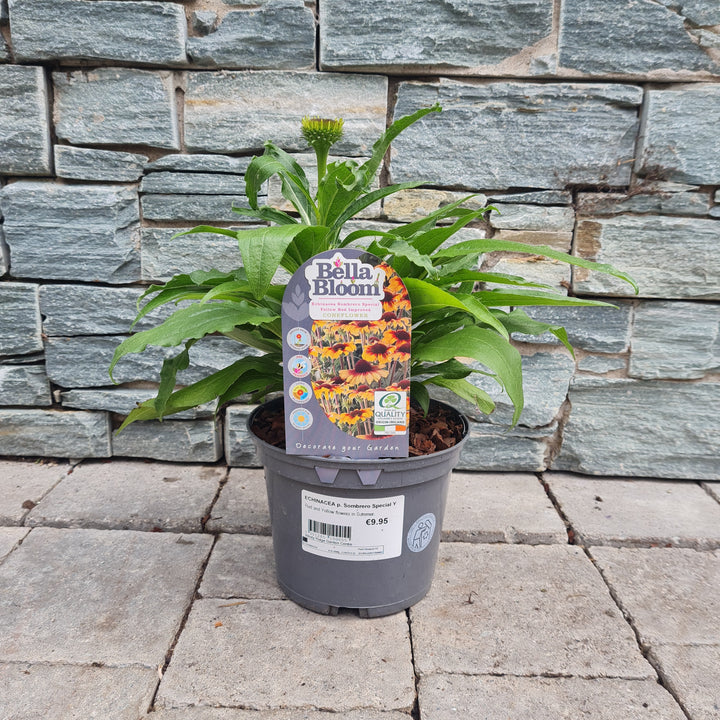 ECHINACEA p. Sombrero Special Yellow Red