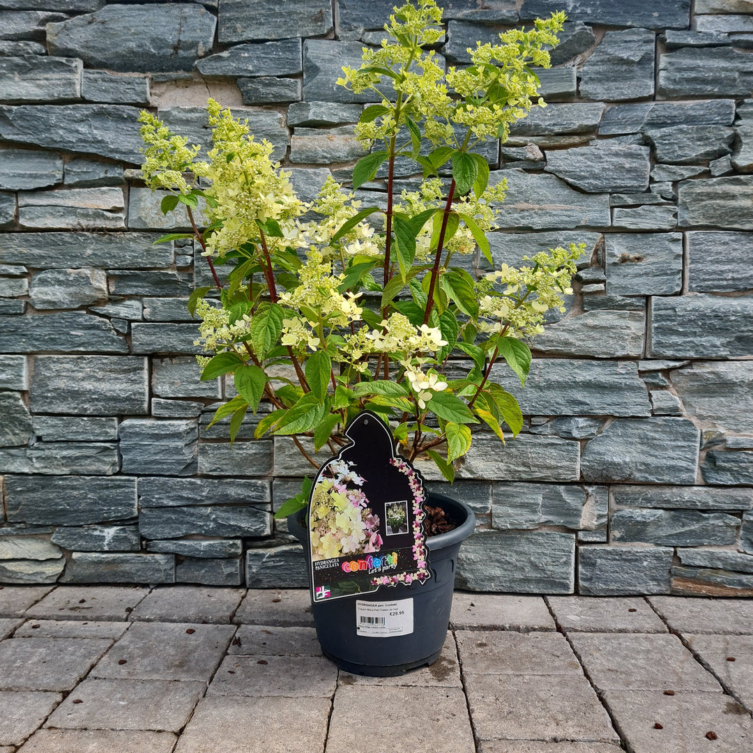 HYDRANGEA pan. Confetti