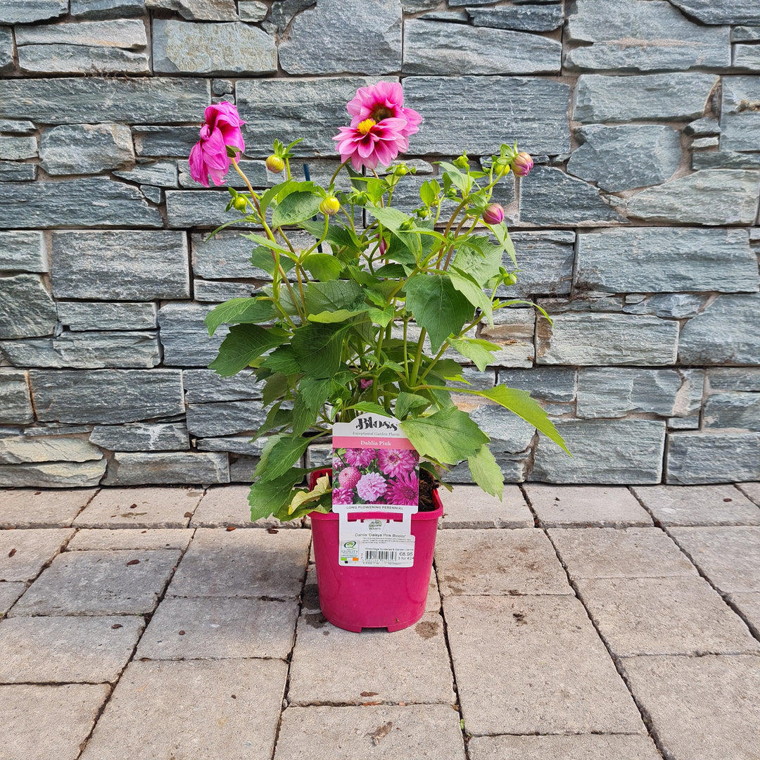 Dahlia Dalaya Pink Bicolor