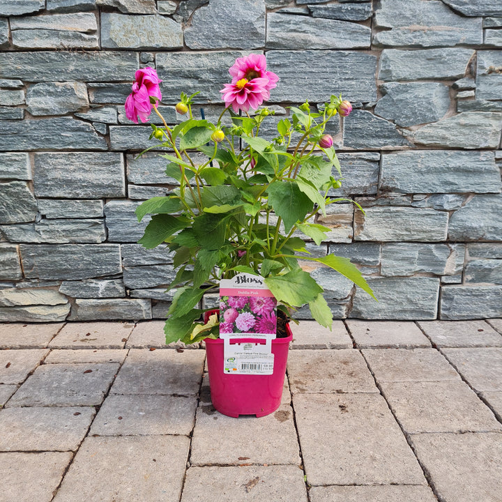 Dahlia Dalaya Pink Bicolor