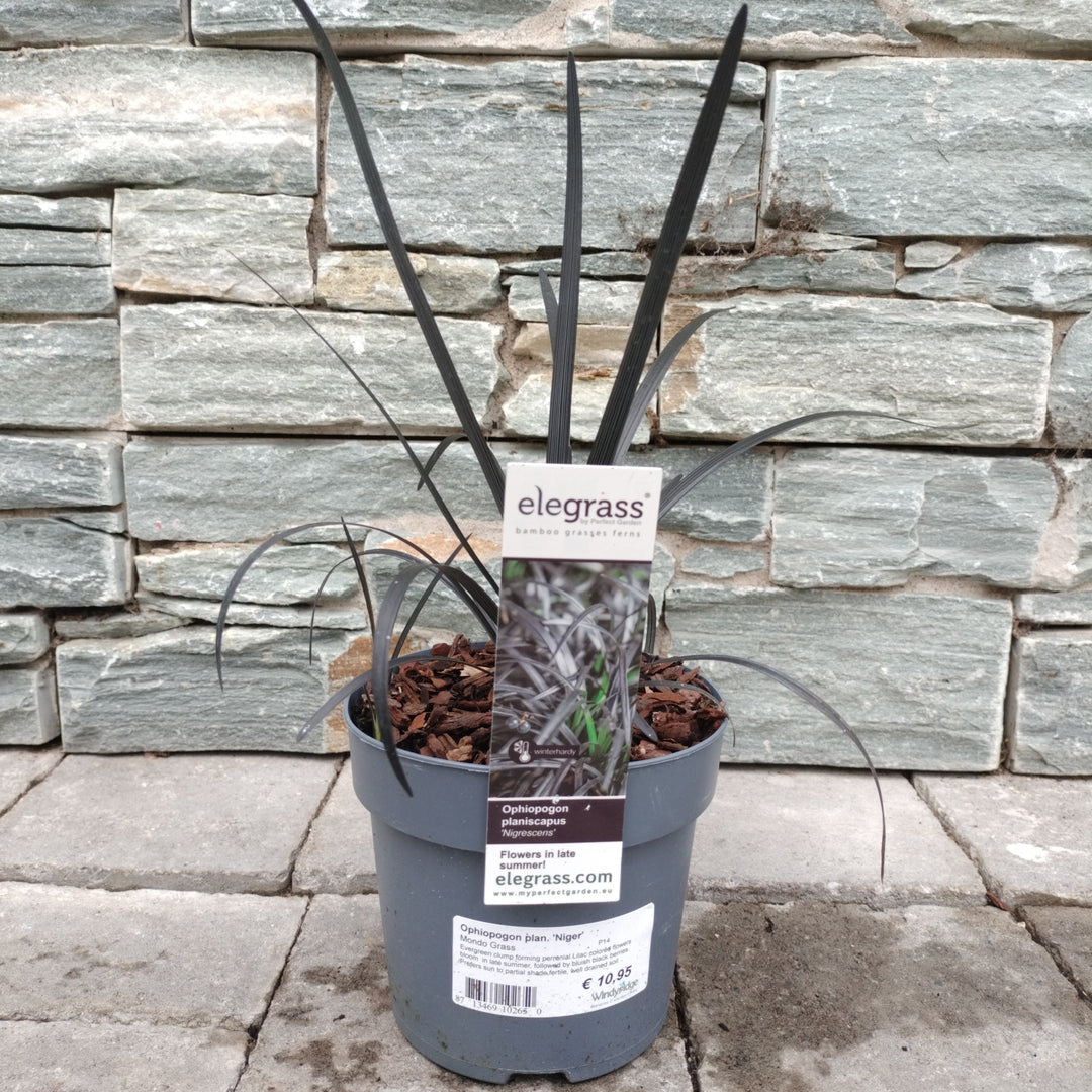Black Dragon (Ophiopogon Planiscapus Niger)