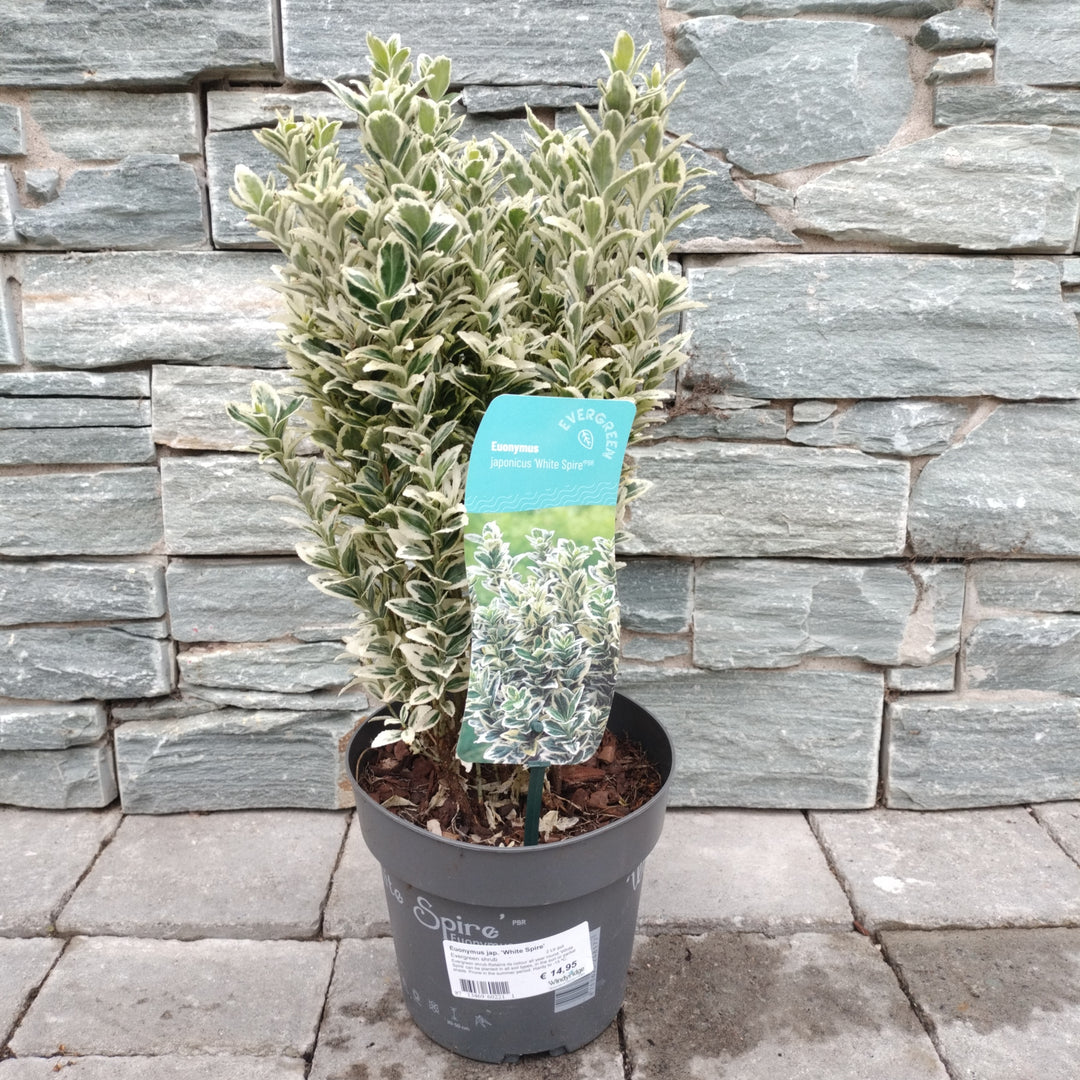 Euonymus-jap.-White-Spire-Potted-1