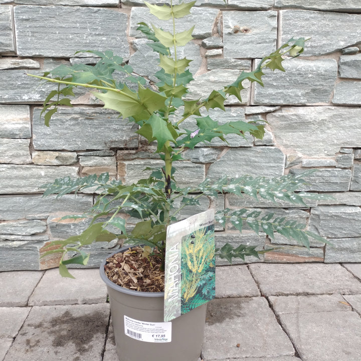 Mahonia media Winter Sun  3 Ltr pot