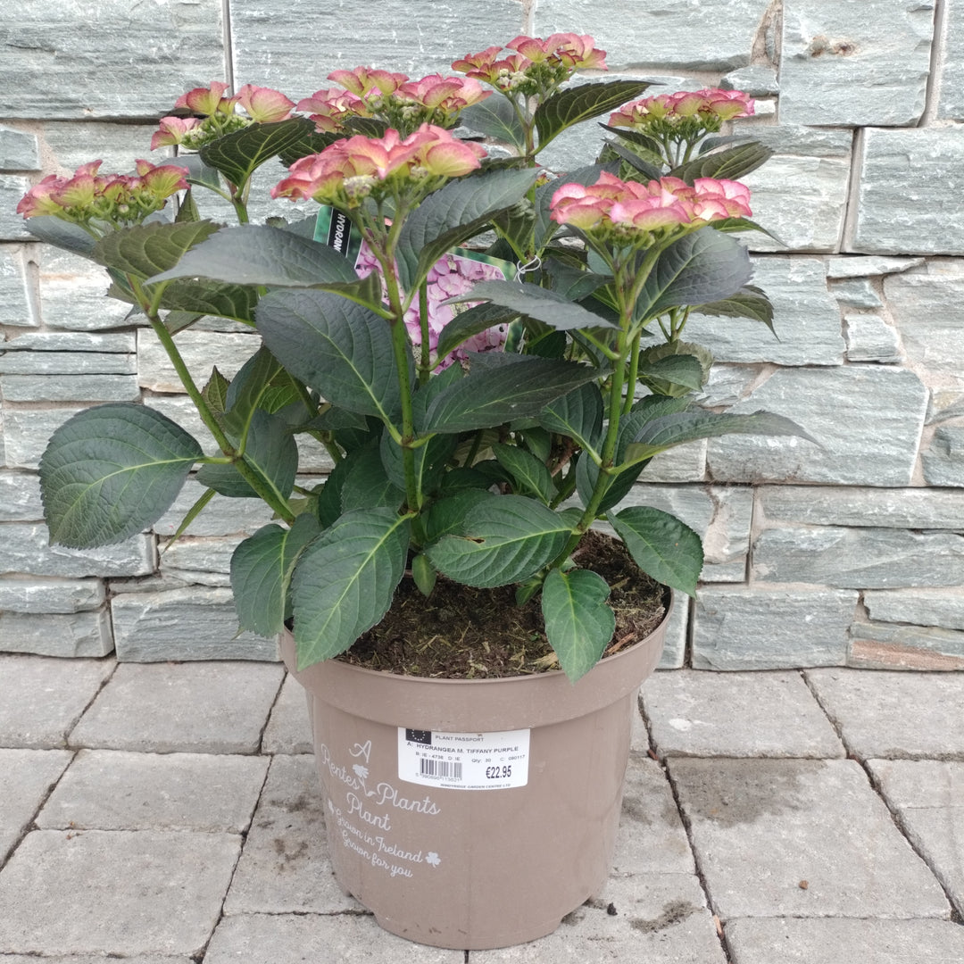 HYDRANGEA M. TIFFANY PURPLE 7.5ltr