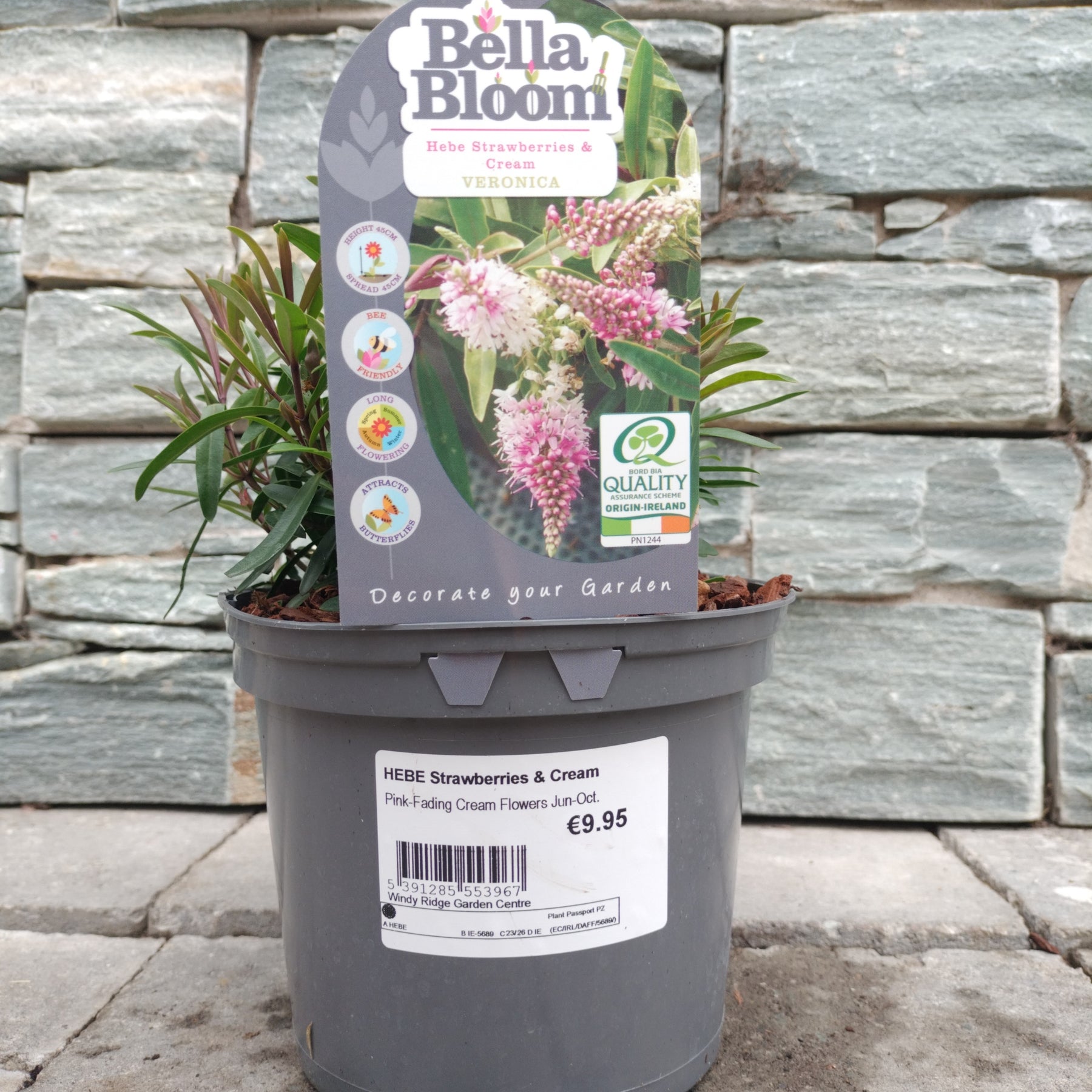 HEBE Strawberries & Cream Windyridge Garden Centre