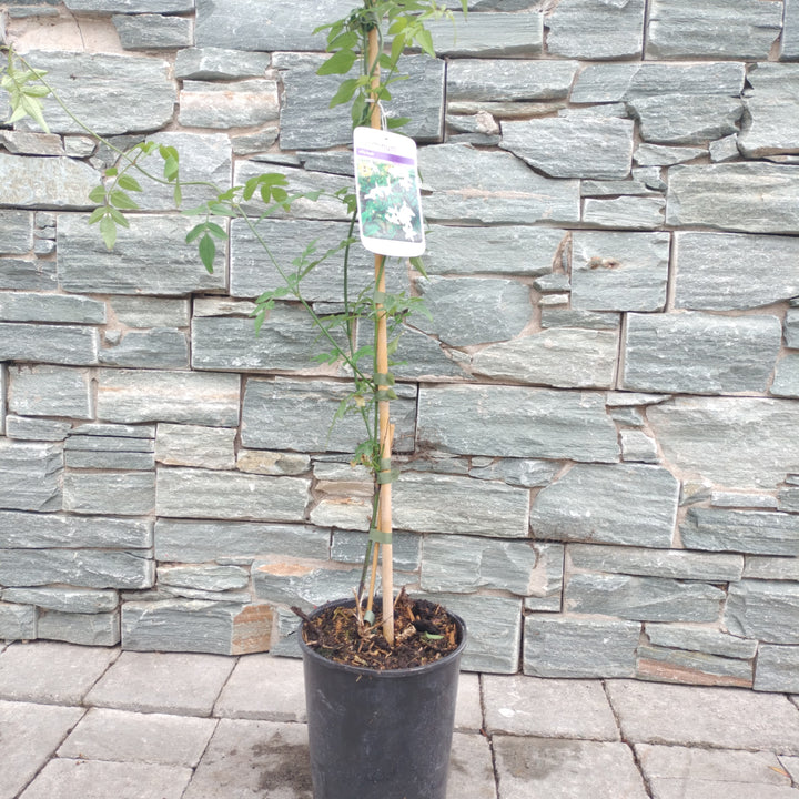 Jasminum officinale 3ltr pots