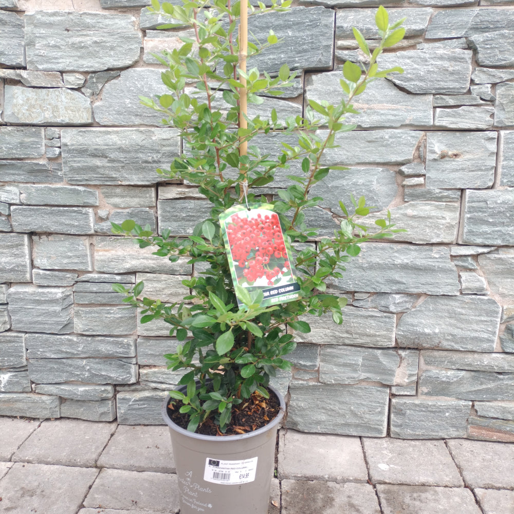 Pyracantha-Potted-1
