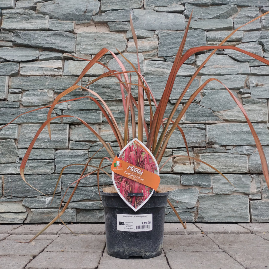 New Zealand Flax (Phormium Evening Glow) - Herbaceous - Windyridge Garden Centre