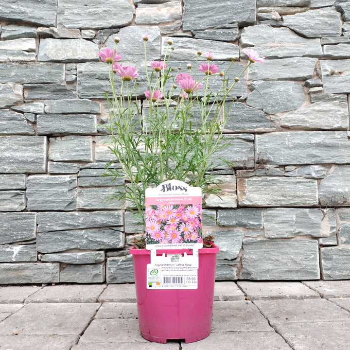 Argyranthemum LaRita Rose