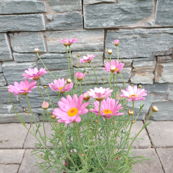 Argyranthemum LaRita Rose