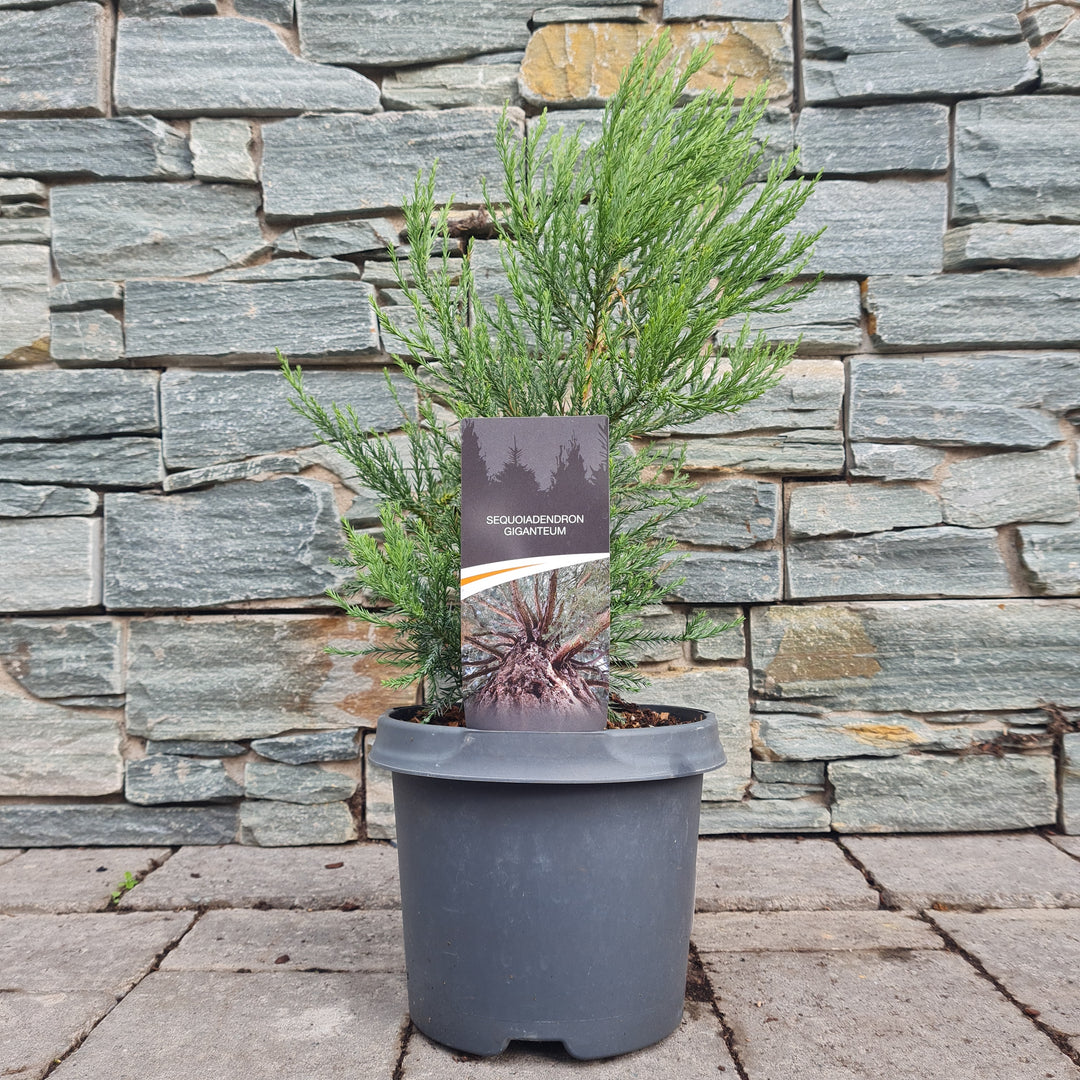 Sequoiadendron giganteum  25-30 CM