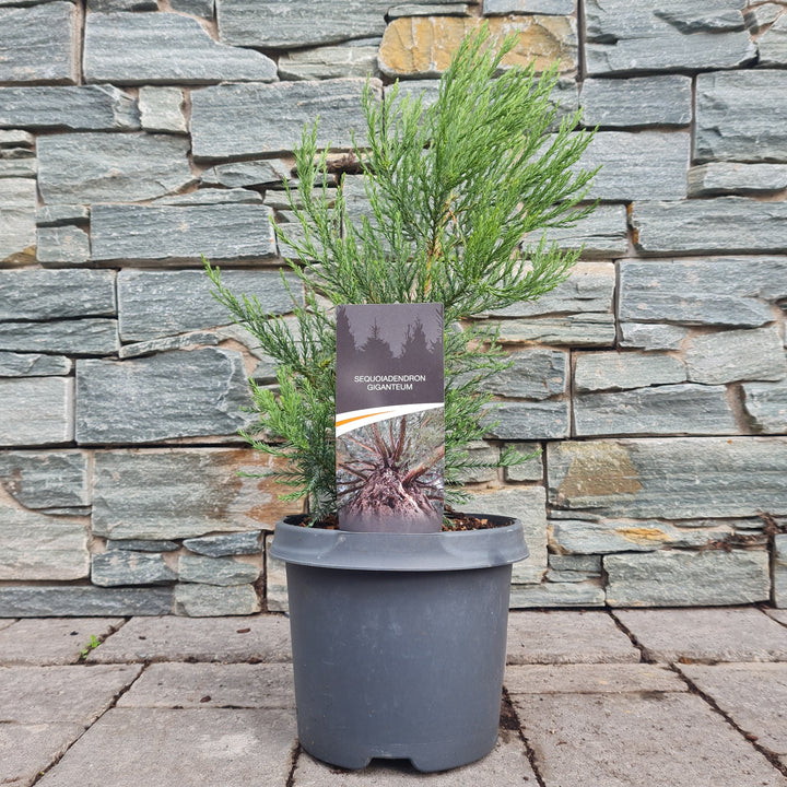 Sequoiadendron giganteum  25-30 CM