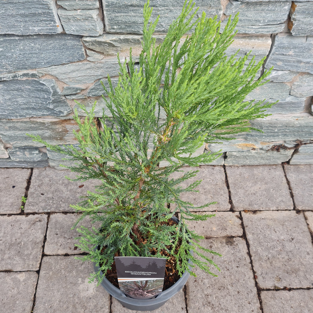 Sequoiadendron giganteum  25-30 CM