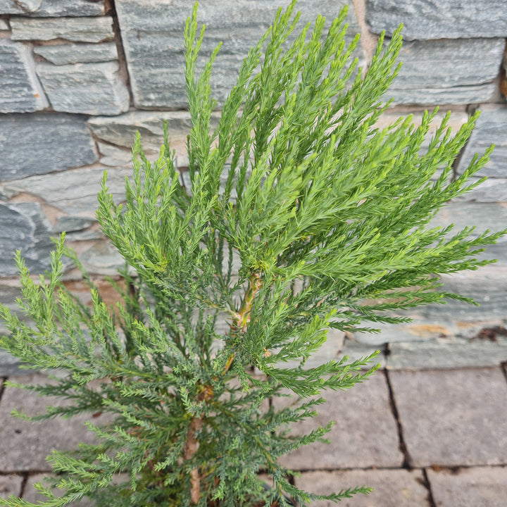 Sequoiadendron giganteum  25-30 CM