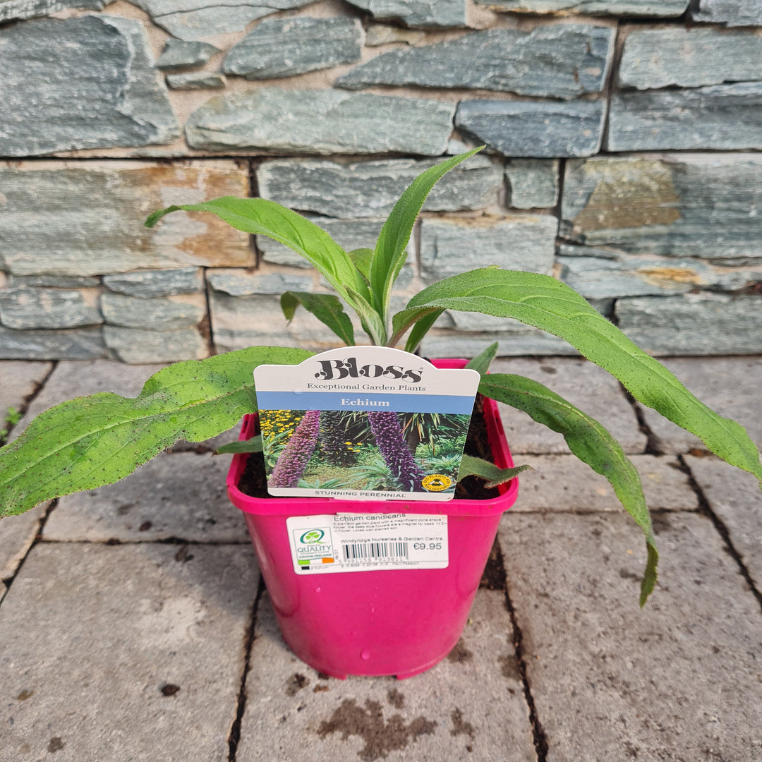 Pride of Madeira Echium candicans (2Ltr Pot)